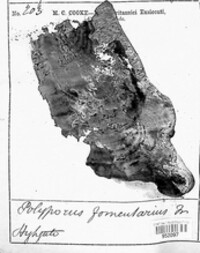 Fomes fomentarius image